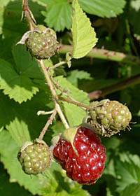 ブラックベリー Rubus Fruticosus バラ科 Rosaceae キイチゴ属 三河の植物観察