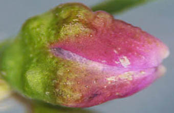 ボントクタデ花被の腺点