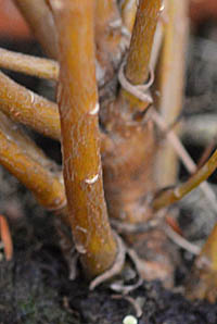 ボロニア・ヘテロフィラの茎の基部