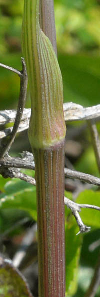 ボタンボウフウの茎