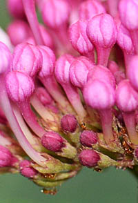 ボタンクサギの蕾と萼
