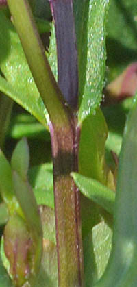 ブラキスコメ・グラミネアの茎