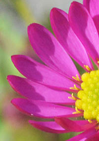 ブラキスコメ・グラミネアの舌状花