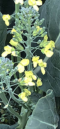 ブロッコリー Brassica Oleracea Var Italica アブラナ科 Brassicaceae Crucifera アブラナ属 三河の植物観察