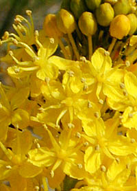 ブルビネラ フロリブンダ Bulbinella Floribunda ツルボラン科 Asphodelaceae ブルビアナ属 三河の植物観察