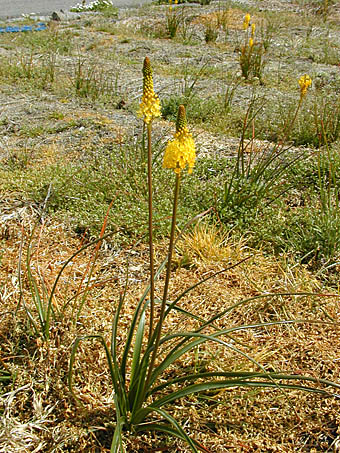 ブルビネラ フロリブンダ Bulbinella Floribunda ツルボラン科 Asphodelaceae ブルビアナ属 三河の植物観察