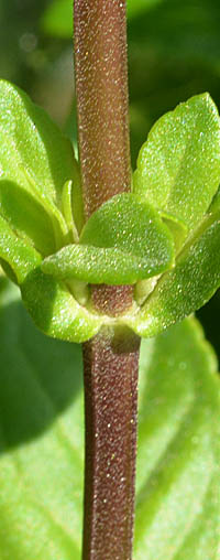 ブラジルキンギョソウ茎