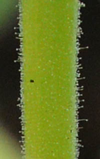 ケラトテカ・トリロバの茎の腺毛