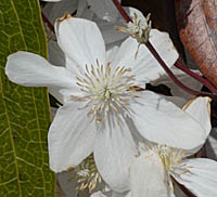 クレマチス(アーマンディー系)の花