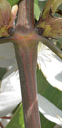 クレマチス(アーマンディー系)の茎
