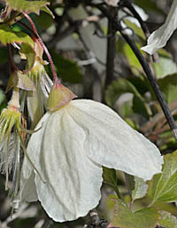 クレマチス(シルホサ系)の花
