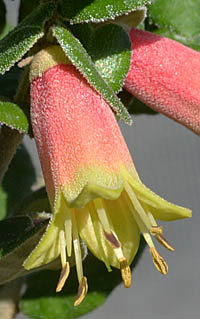コレア・レフレクサの花