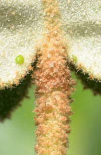 コレア・レフレクサの茎・葉裏の毛
