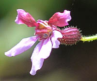 クフェア・ラモシッシマ・ピンクシマーの花