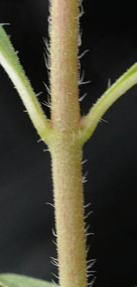 クフェア・タイニーマイスの茎