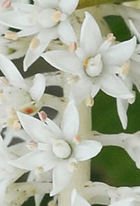  キリラ・ラセミフローラの花