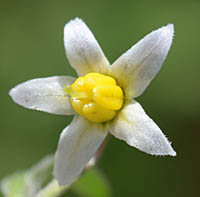 ダグラスイヌホオズキの小さい花