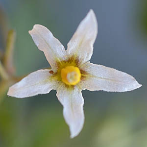 ダグラスイヌホオズキの花