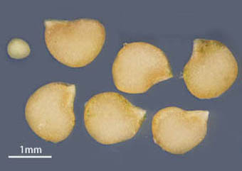 ダグラスイヌホオズキ種子と球状顆粒