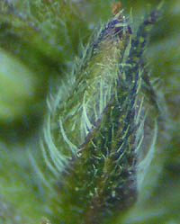 ダキバアレチハナガサ萼