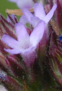 ダキバアレチハナガサ花