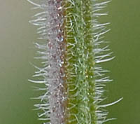 ダキバアレチハナガサ茎