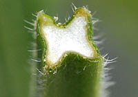 ダキバアレチハナガサ茎