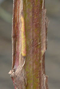 ダンゴギク茎2