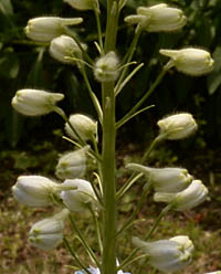 デルフィニウム エラータム系 Delphinium Elatum キンポウゲ科 Ranunculaceae デルフィニウム属 三河の植物観察