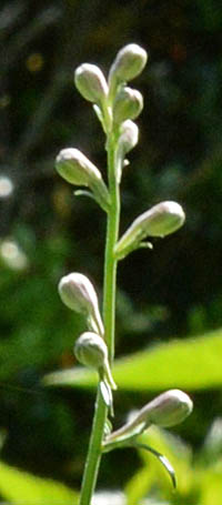 デルフィニウム シネンセ系 Delphinium Grandiflorum キンポウゲ科 Ranunculaceae デルフィニウム属 三河の植物観察