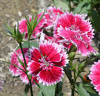 ダイアンサス・テルスターの花序"