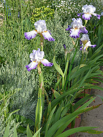 ドイツアヤメ Iris Germanica アヤメ科 Iridaceae アヤメ属 三河の植物観察