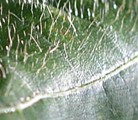 ドンベヤ・ワリッキーの葉の毛