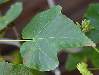 ドンベヤ・セミノールの葉
