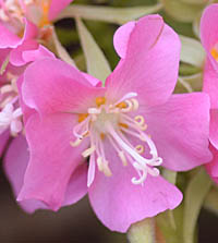ドンベヤ・セミノールの花