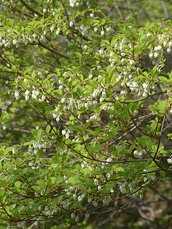 ドウダンツツジ Enkianthus Perulatus ツツジ科 Ericaceae ドウダンツツジ属 三河の植物観察