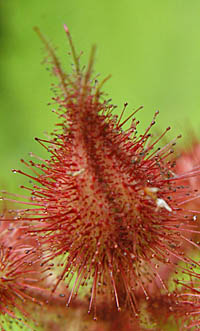 エビガライチゴの萼の腺毛