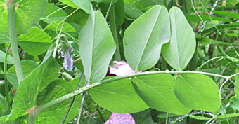 エンドウ 野生種 Pisum Sativum Subsp Elatius マメ科 Fabaceae ソラマメ属 三河の植物観察