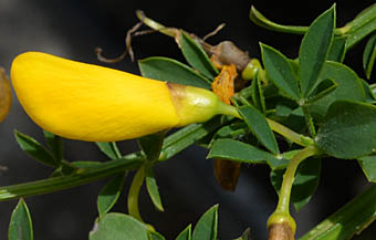 エニシダ花の葉状苞