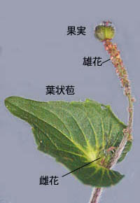 エノキグサの葉状苞