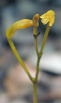エンシュウムヨウランの黄色花