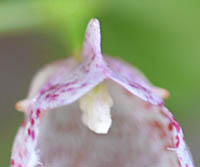エンシュウツリフネの花の上部