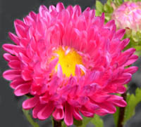 エゾギクの花