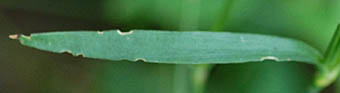 エゾカワラナデシコの葉