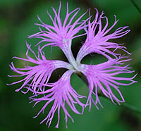 エゾカワラナデシコの花