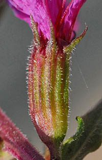 エゾミソハギの萼