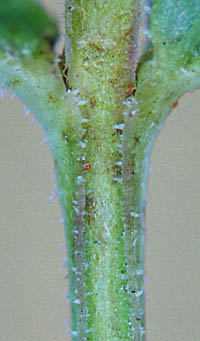 エゾミソハギの茎