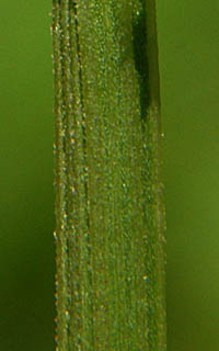 エゾノギシギシの茎