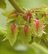 エゾノギシギシ果実の内花被の赤いこぶ状突起
