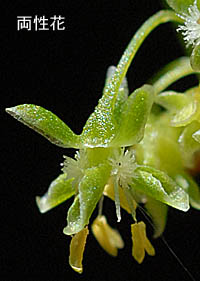 エゾノギシギシの両性花